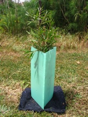 PP Tấm nhựa bảo vệ cây Corflute Bảo vệ cây bền vững