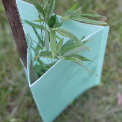 Tấm bảo vệ thân cây bằng nhựa Corflute 2 mm Tấm bảo vệ thân cây bằng nhựa hình tam giác