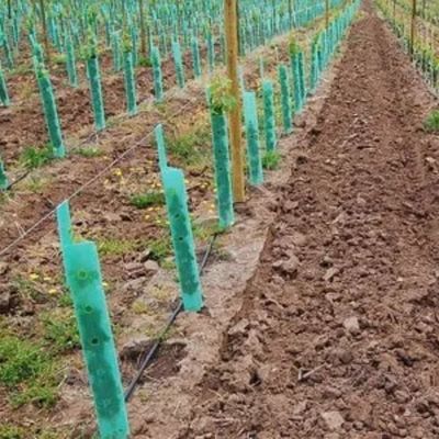 Bảo vệ cây bằng nhựa Polypropylen Corflute Vine Bảo vệ chống va đập