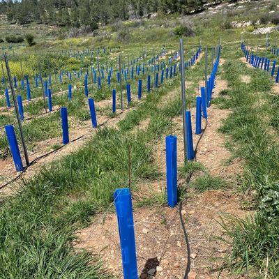 Corflute Tree Guard phù hợp với các thợ vườn, nhà cảnh và vườn cây tìm kiếm các ống bảo vệ cây cối bền