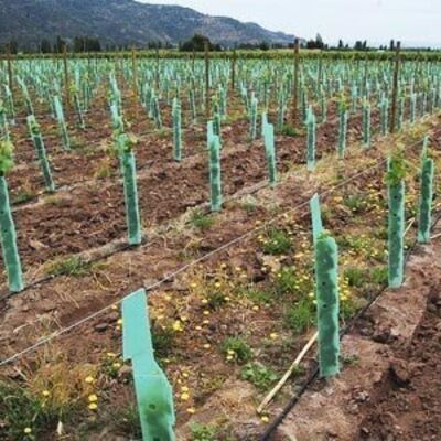 PP Tree Guard nhẹ, bền, chống nước và dễ cài đặt. Nó bảo vệ cây non khỏi gió, động vật và thiệt hại, với kích thước, màu sắc, độ dày và thiết kế tùy chỉnh.